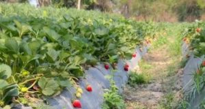 “Nunca pedí un IFE o plan social”: la mujer que hace crecer las mejores frutillas de Salta