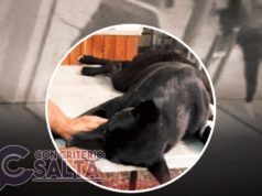 Apuñalaron a un perro que defendió a una mujer que era golpeada