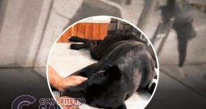 Apuñalaron a un perro que defendió a una mujer que era golpeada