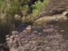 AUNQUE USTED NO LO CREA | Encontraron yacarés en las Tres Palmeras