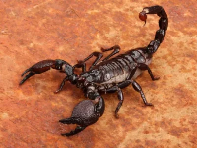 Alerta sanitaria en Salta: Reportan casi 200 picaduras de alacranes en lo que va del año