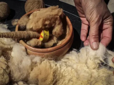Fibra de vicuña: Salta avanza con una ley clave para su manejo sustentable