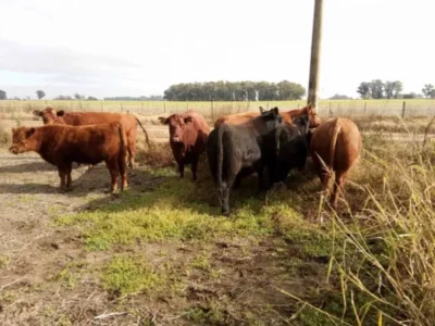 Peligro en la Ruta 28: secuestran animales sueltos a la altura de El Tipal
