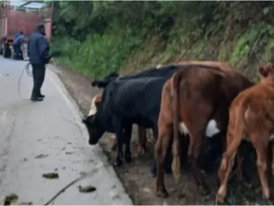 Vacas sueltas en plena cornisa: el susto que pudo terminar en tragedia camino a La Caldera