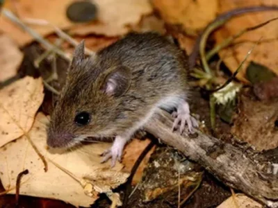 Hantavirus: Salud confirmó qué variante no circula en la provincia y lanzó advertencias