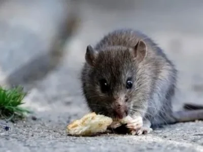 El hantavirus ya tiene una elevada tasa de letalidad y preocupa a las autoridades