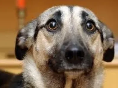 Alerta en Salta: advierten un marcado incremento de perros callejeros jóvenes en el centro de la ciudad