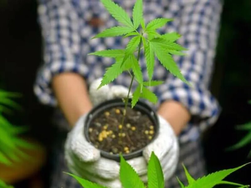 La izquierda vuelve a poner en debate la legalización de la marihuana
