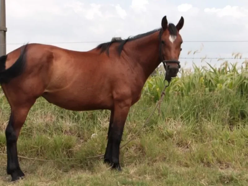 Operativo en la capital salteña: secuestraron cuatro caballos que deambulaban sueltos por las calles