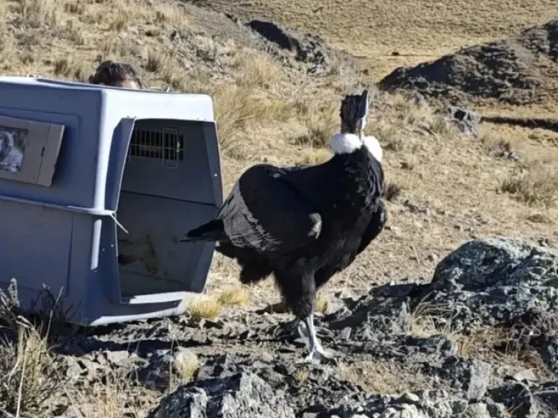 El cóndor andino que volvió a levantar vuelo tras una alerta que encendió preocupación