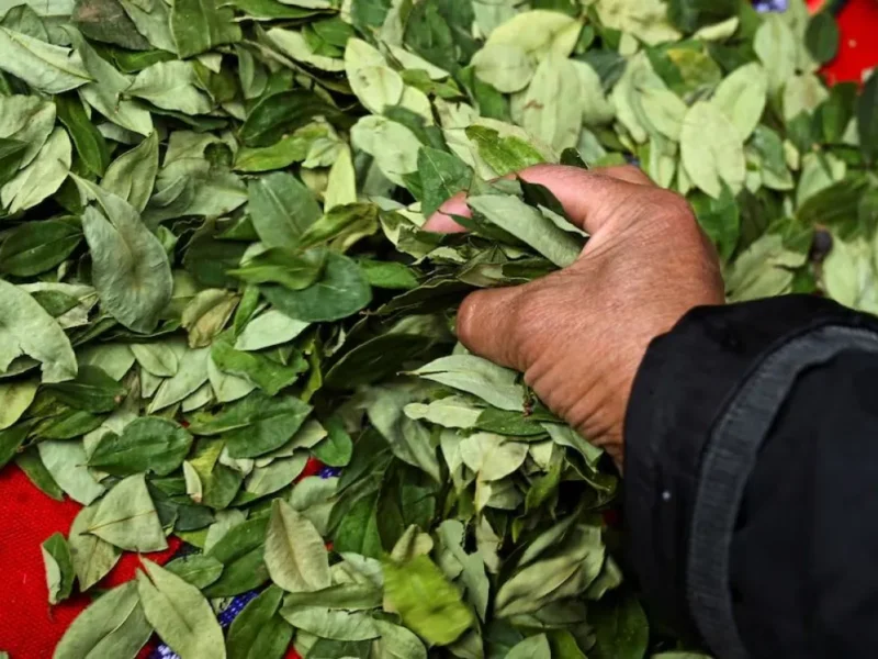 Diputados salteños respaldan legalizar la hoja de coca: «La situación actual favorece al contrabando»