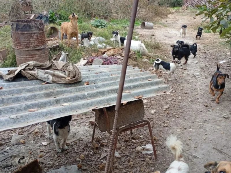 El hallazgo que abrió una causa por Maltrato animal y puso a un hombre bajo la lupa