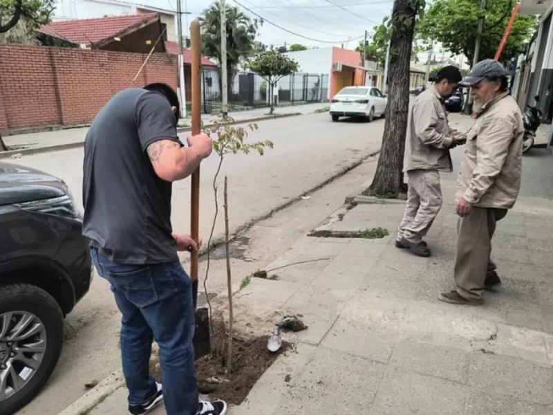 Vandalizó un árbol en Orán, lo descubrieron por las redes y ahora deberá plantar más de treinta ejemplares