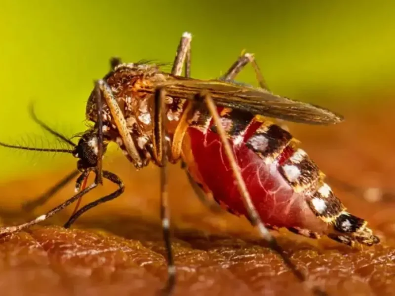 Mangione advirtió por el dengue en Salta: “No hay que bajar los brazos”