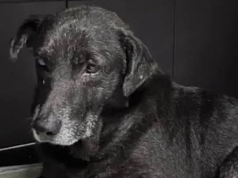 Murió Negrita, la perrita que agonizó tras sufrir graves lesiones en Salta