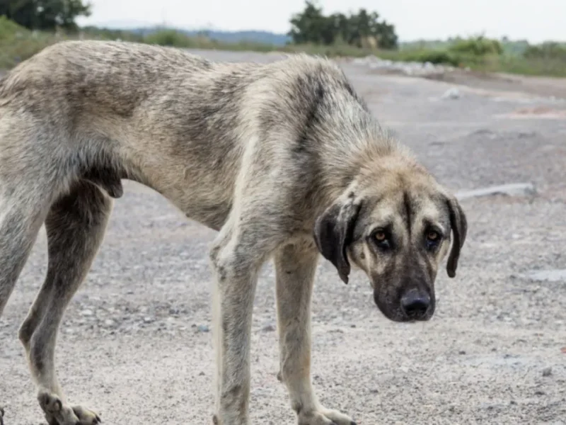 Maltrato animal: en qué casos se puede denunciar y cómo actuar para salvar a un perro en peligro